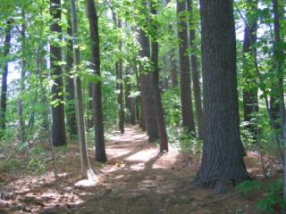 landscape photo