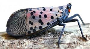 Spotted Lantern Fly
